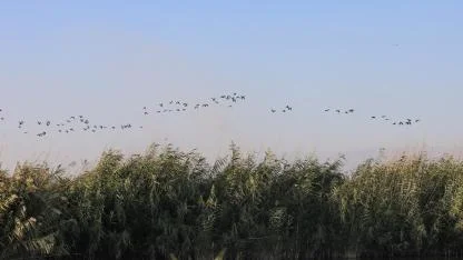 Aras Kuş Cenneti'nde kuş araştırma çalışmalarının bu yılki etabı tamamlandı