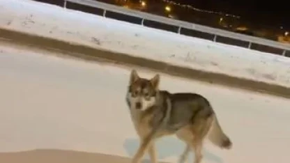 Ardahan’da şehre inen kurt görüntülendi