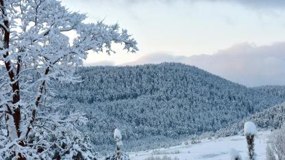Sarıçam ormanlarını beyaz gelinliğini giydi