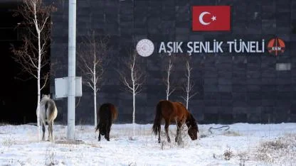 Aşık Şenlik Tüneli'nde yılkı atları trafiği aksattı