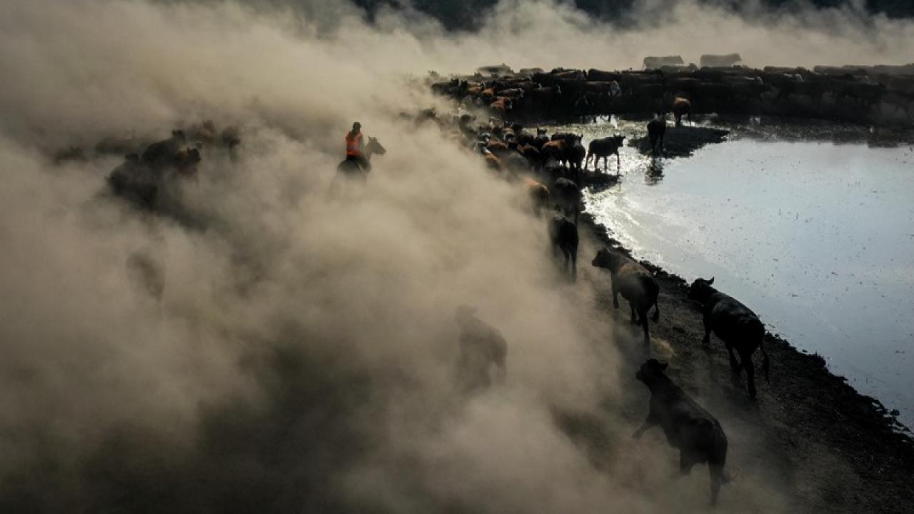 Atlı çobanlar, yılkı atlarıyla sürüleri kontrol ediyor