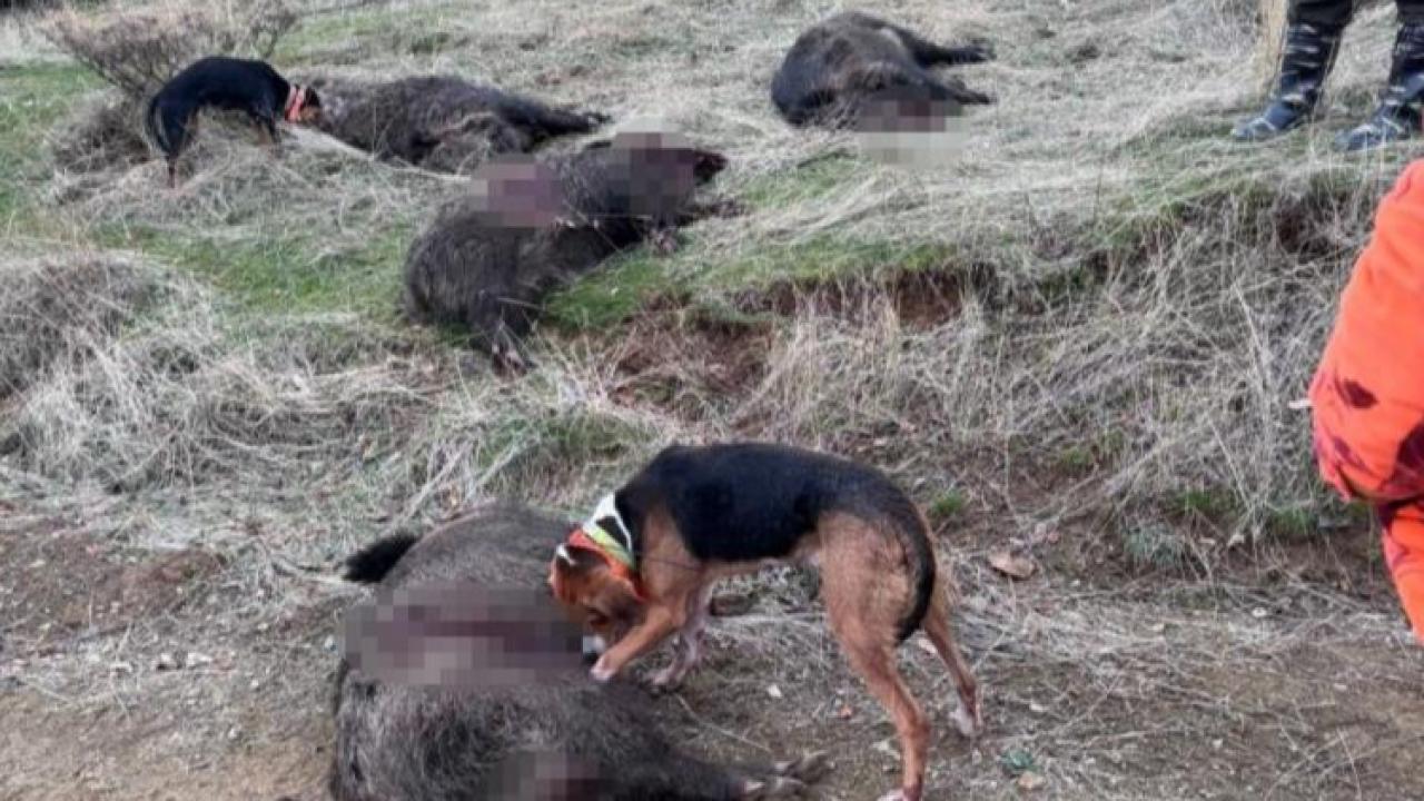 Avcılar sürü halinde yaban domuzu avladı