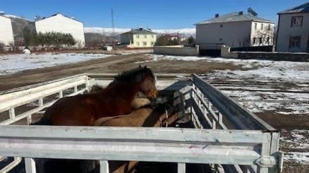 Başıboş dolaşan at ve eşekler toplandı