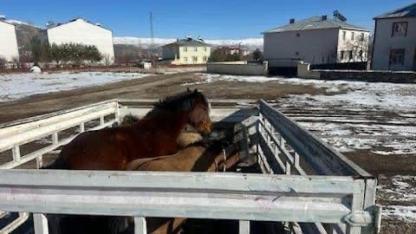 Başıboş dolaşan at ve eşekler toplandı