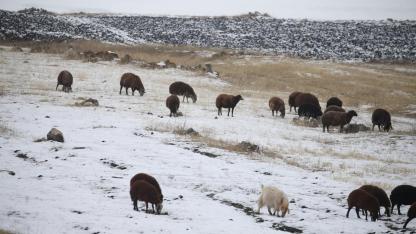 Besiciler hayvanlarını kar yağışı altında  otlattı