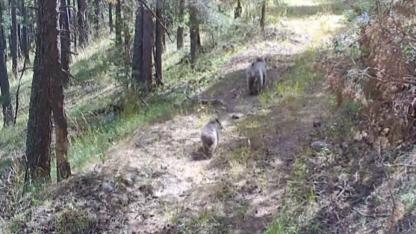 Bozayılar Sarıkamış'a geri dönüyor