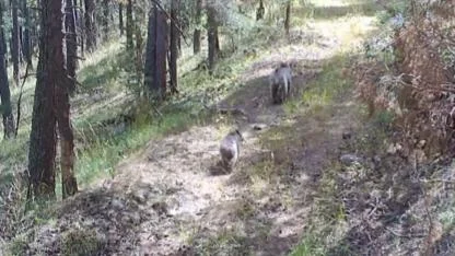 Bozayılar Sarıkamış'a geri dönüyor