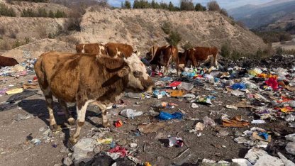 Büyükbaş hayvanlar çöplükte besleniyor