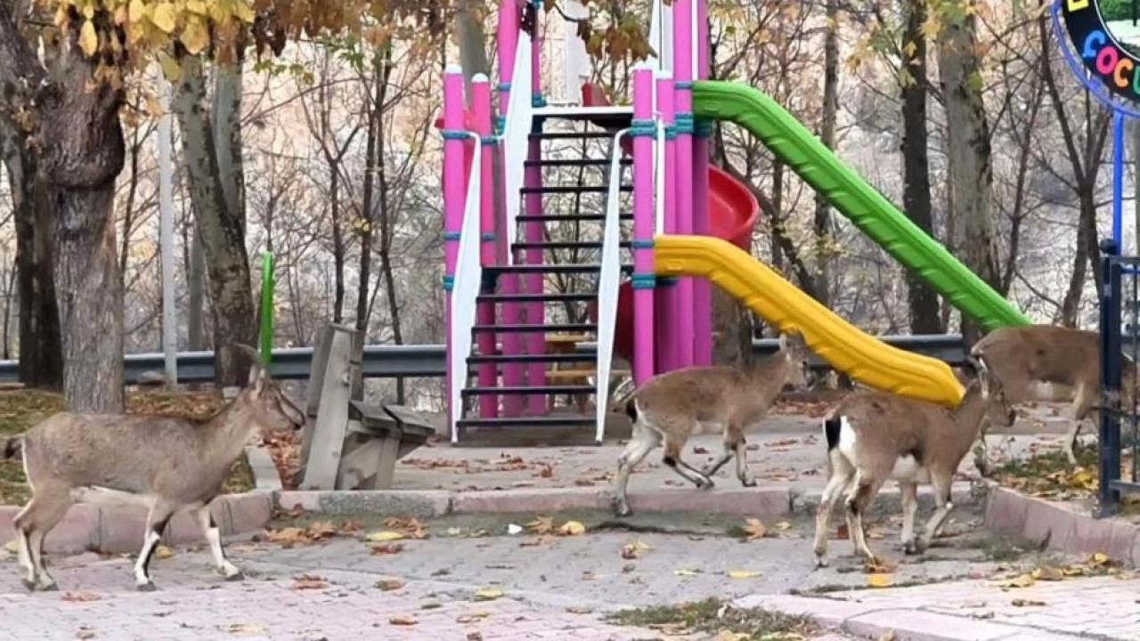 Çocuk parkında renkli görüntüler