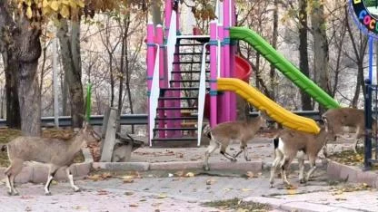 Çocuk parkında renkli görüntüler