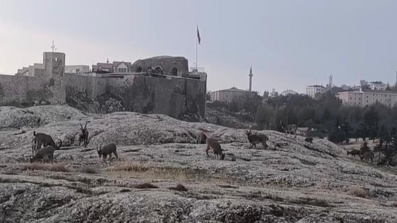 Dağ keçileri kale eteklerinde görüntülendi