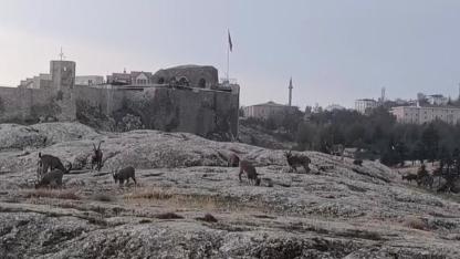 Dağ keçileri kale eteklerinde görüntülendi