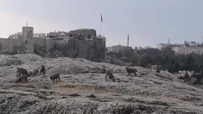 Dağ keçileri kale eteklerinde görüntülendi