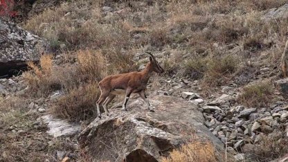 Yol kenarına inen dağ keçileri büyük ilgi gördü