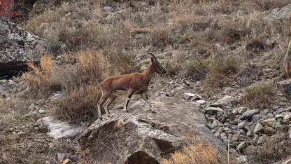 Dağ keçileri karayolu kenarına indi, görenler cep telefonlarına sarıldı