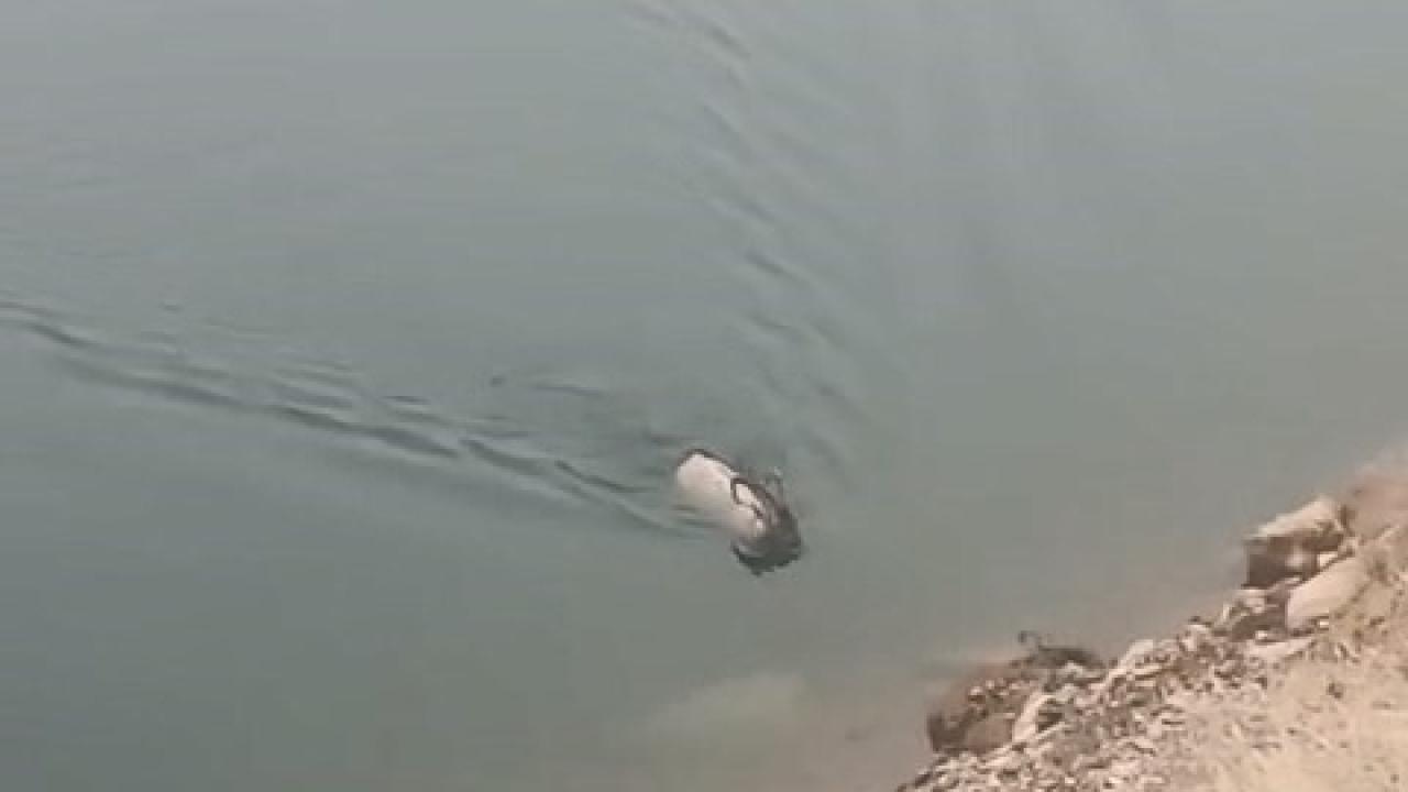 Dağ keçisi, baraj gölünde yüzerken görüntülendi