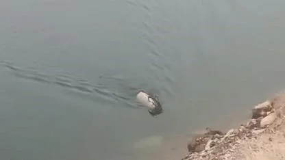 Dağ keçisi, baraj gölünde yüzerken görüntülendi