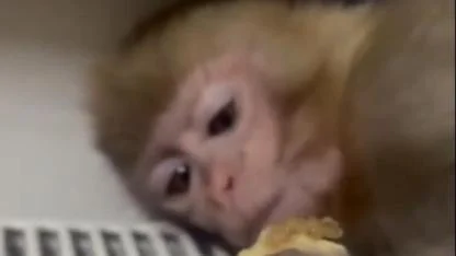 Denetimde yakalanan yavru maymun koruma altına alındı