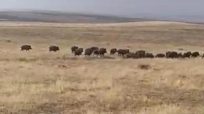 Devasa yaban domuzu sürüsü kısa süreli panik yarattı