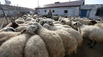 Devlet desteği ile Kars'ta hayvancılığa başlayan Gül Çiçek, işini severek yapıyor