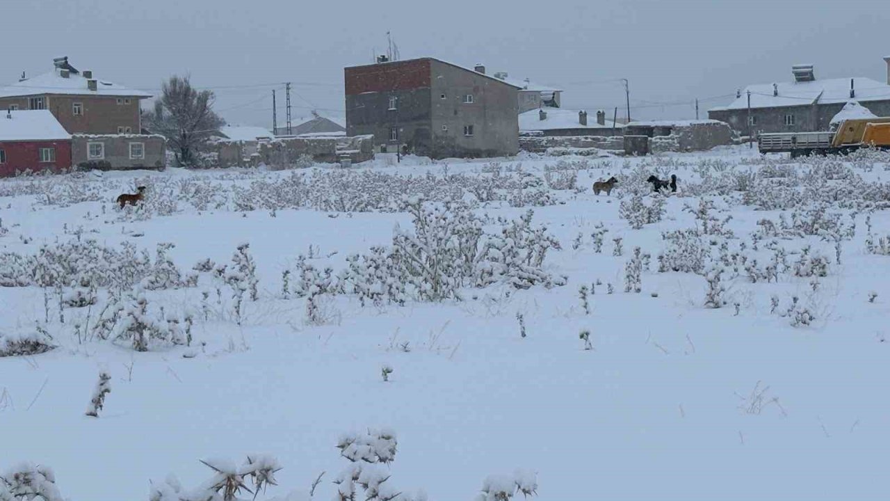 Diyadin’de başıboş köpekler tedirgin ediyor