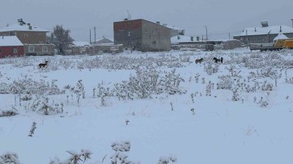 Diyadin’de başıboş köpekler tedirgin ediyor