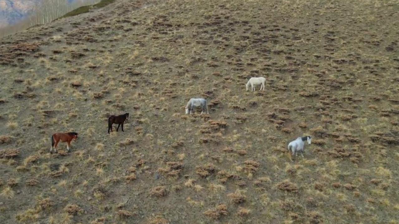 Doğaya terk edilen hayvanlar çok sayıda soruna yol açıyor