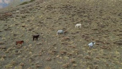 Doğaya terk edilen hayvanlar çok sayıda soruna yol açıyor
