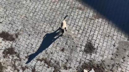 Dronu yakalamaya çalışan kangal, kameraya yansıdı