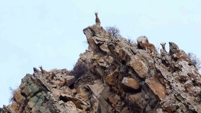 Erzurum’da birçok yaban hayvanı görüntülendi