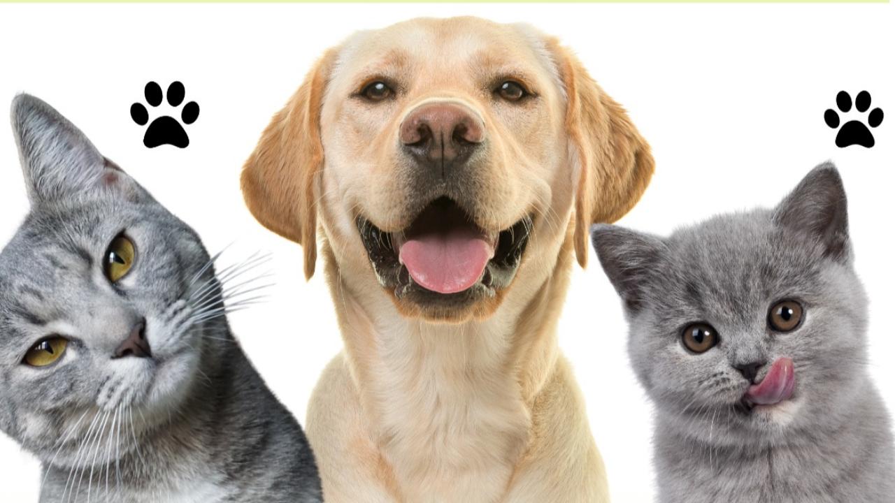 Evcil hayvan kayıt süresi için son gün 31 Aralık