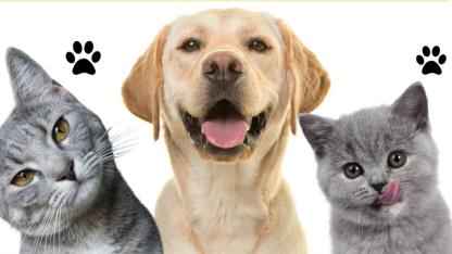 Evcil hayvan kayıt süresi için son gün 31 Aralık