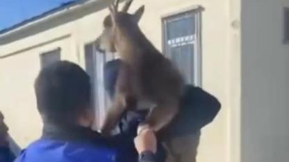 Fırat EDAŞ ekipleri tellere sıkışan yaban keçisini kurtardı