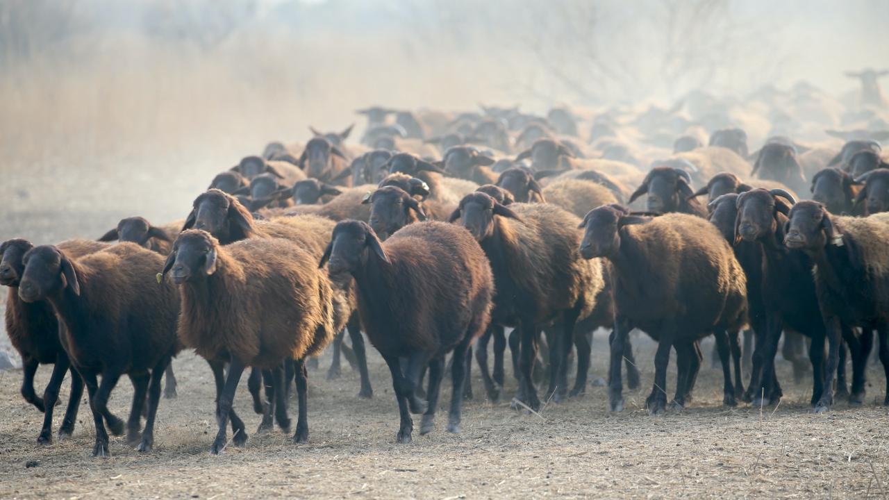 Iğdır&#039;da morkaraman ırkı koyun sayısının 15 bini aşması bekleniyor