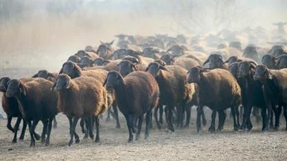 Iğdır'da morkaraman ırkı koyun sayısının 15 bini aşması bekleniyor