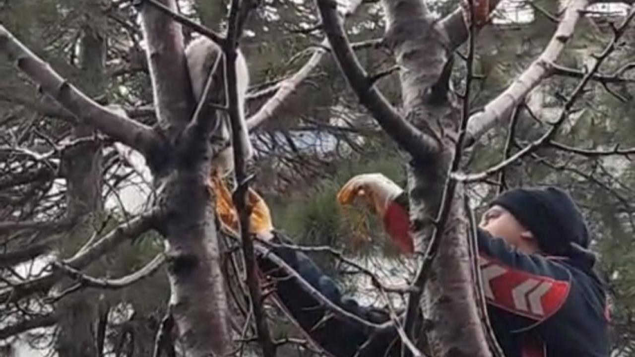itfaiye ekipleri ağaçta mahsur kalan kediyi kurtardı