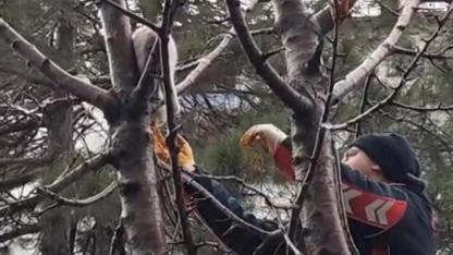 itfaiye ekipleri ağaçta mahsur kalan kediyi kurtardı