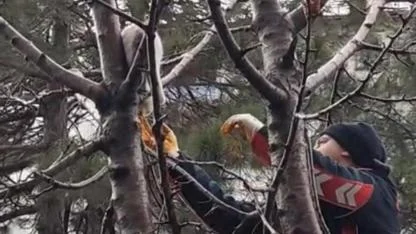 itfaiye ekipleri ağaçta mahsur kalan kediyi kurtardı