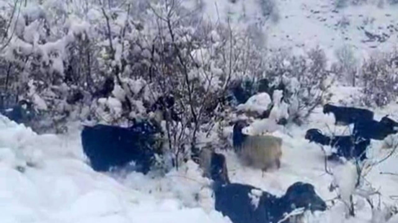 Kar yağışına yakalanan çobanlar zor anlar yaşadı