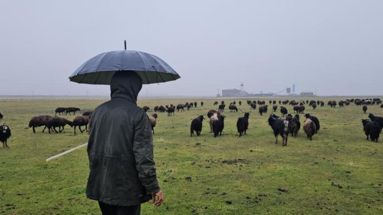 Kar yağmayan Hasköy&#039;de besiciler mutlu