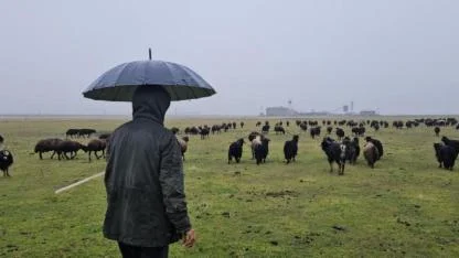 Kar yağmayan Hasköy'de besiciler mutlu