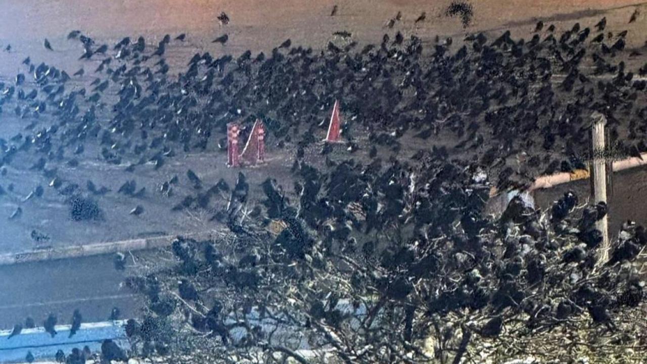 Karga sorununa kalıcı çözüm isteniyor