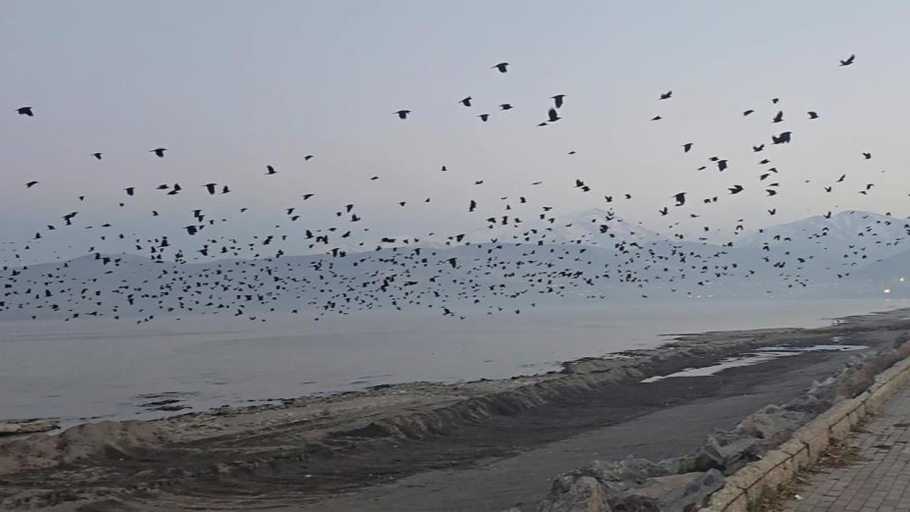 Kargaların toplu uçuşu gökyüzünü kararttı