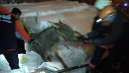 Karın ağırlığına dayanamayan ahır çöktü 5 hayvan telef oldu