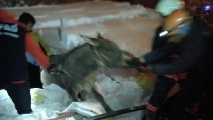 Karın ağırlığına dayanamayan ahır çöktü 5 hayvan telef oldu