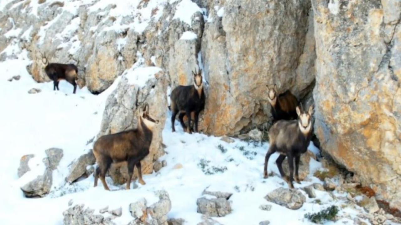 Karlı zirvelerle bütünleşen dağ keçileri havadan görüntülendi