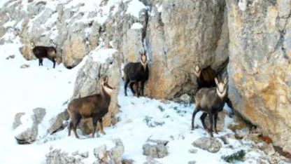 Karlı zirvelerle bütünleşen dağ keçileri havadan görüntülendi