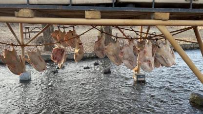 Kars'ta kış sofralarının vazgeçilmezi kazlar kurutuluyor