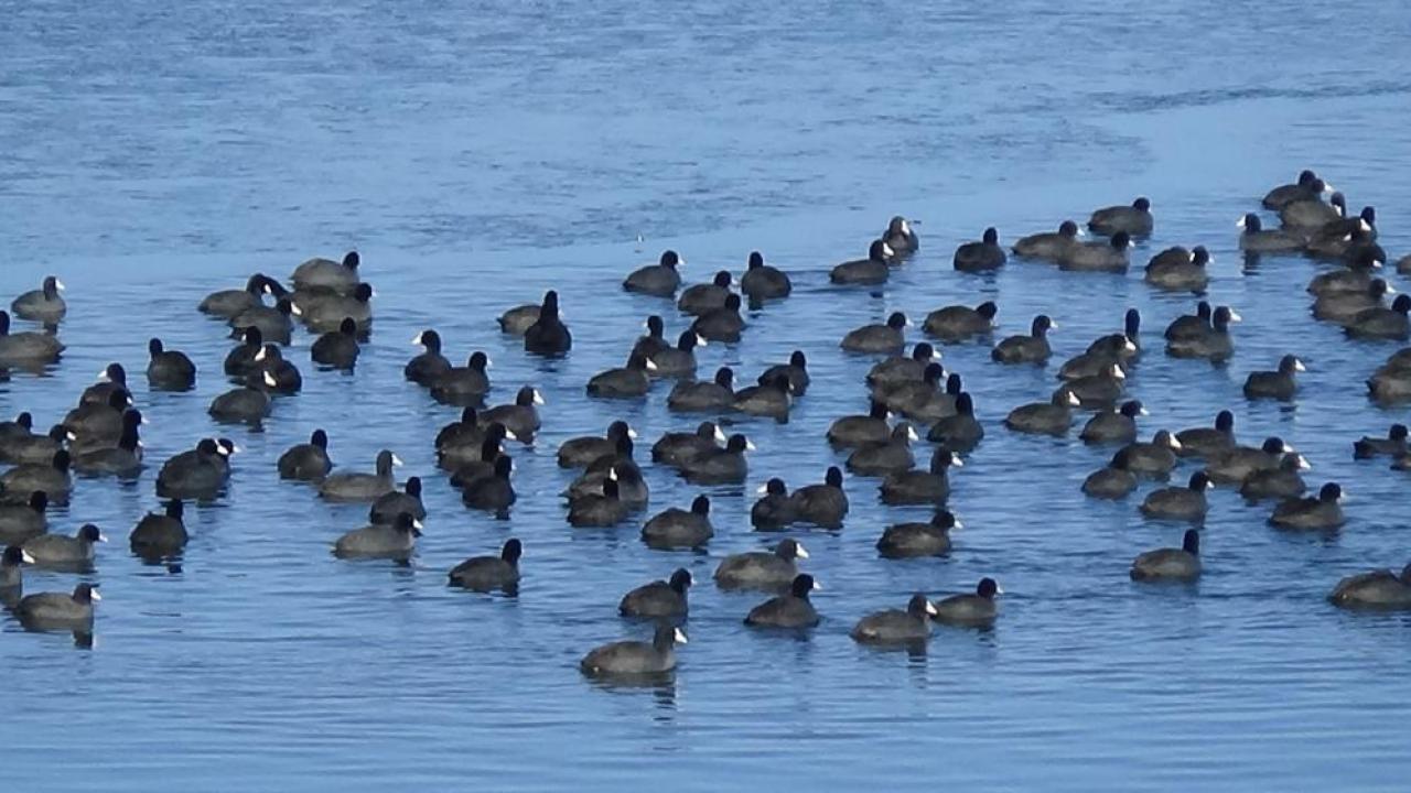 Kars’ın "Yerli Penguenleri" görev başında