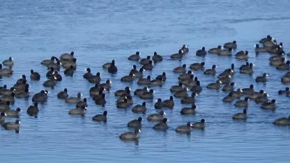 Sakarmekeler'in buzla imtihanı